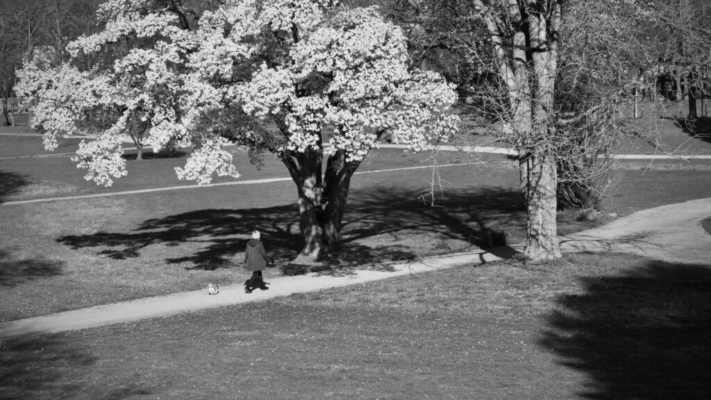Person taking a calm walk in a park while waiting for a follow-up test date